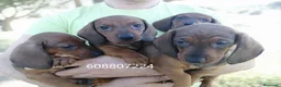 Teckel perros en venta: Teckel Standard cachorros - Anuncio 3