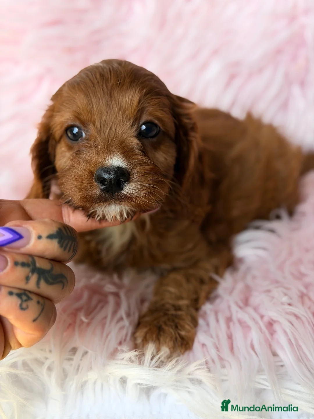 Cavapoo perros en venta: Cavapoo rojo  - Anuncio 1