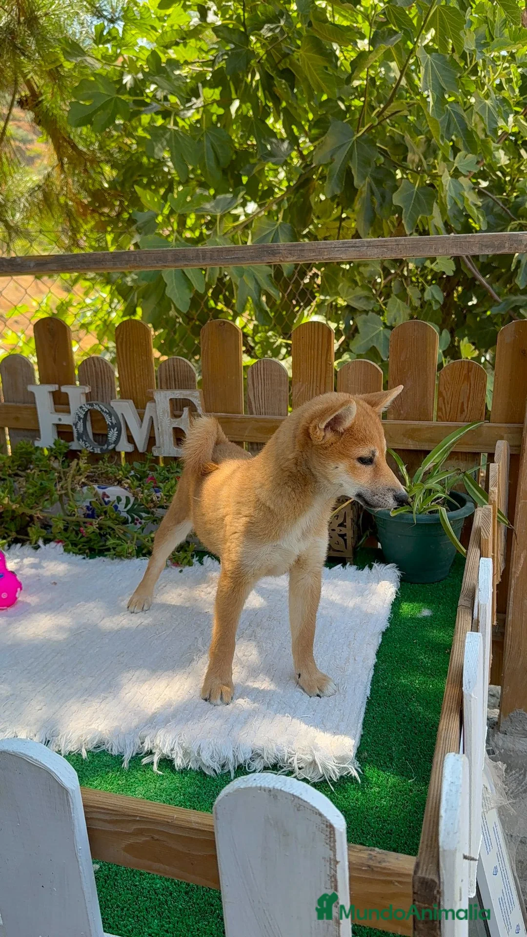 Shiba Inu perros en venta: Shiba Inu Hembras Rojas Preciosas  - Anuncio 1