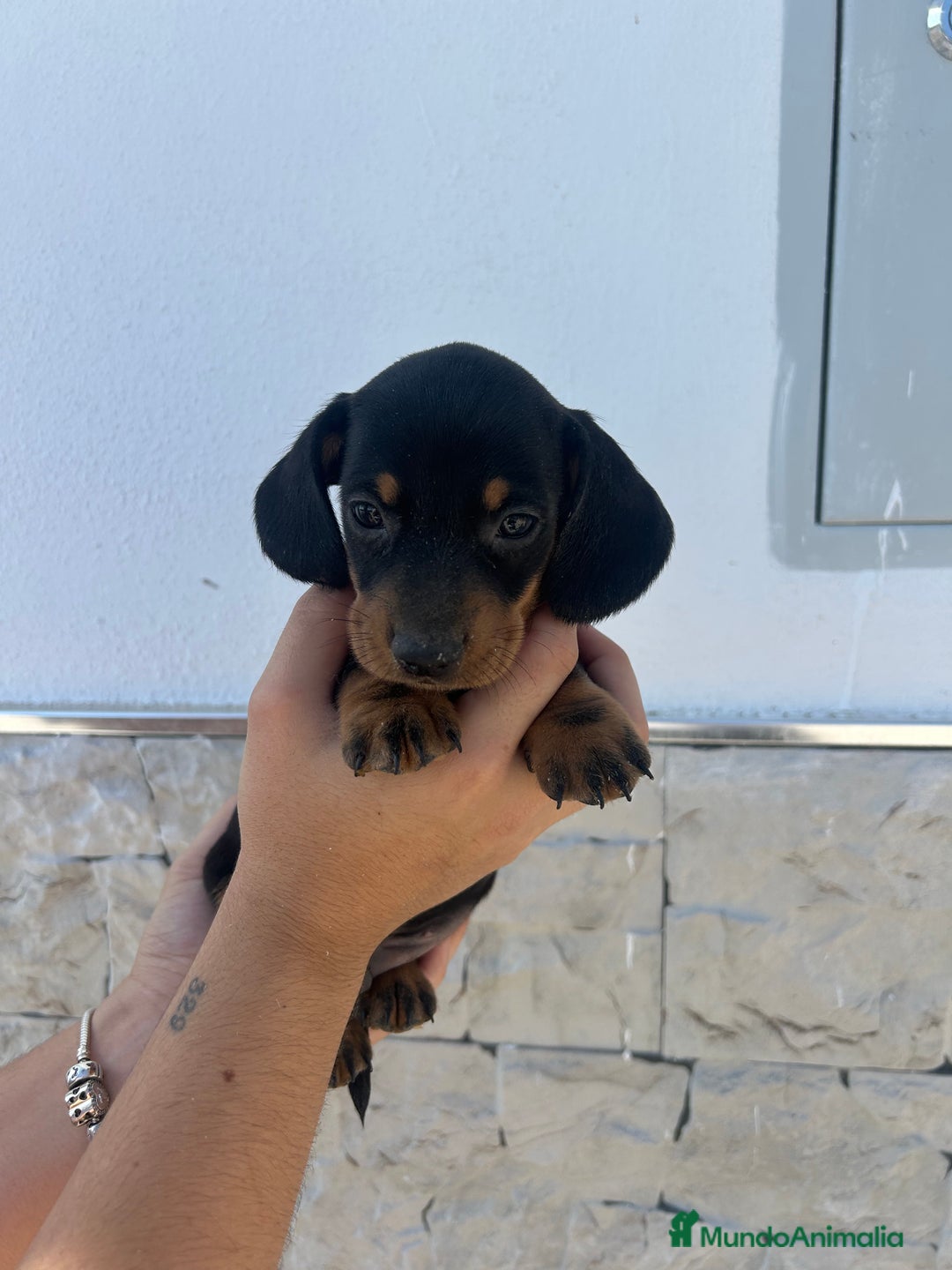 Teckel Miniatura perros en venta: Teckel  - Imagen 5