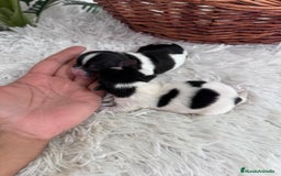 Yorkshire Terrier perros en venta: YORKSHIRE TERRIER BIEWER - Imagen 23