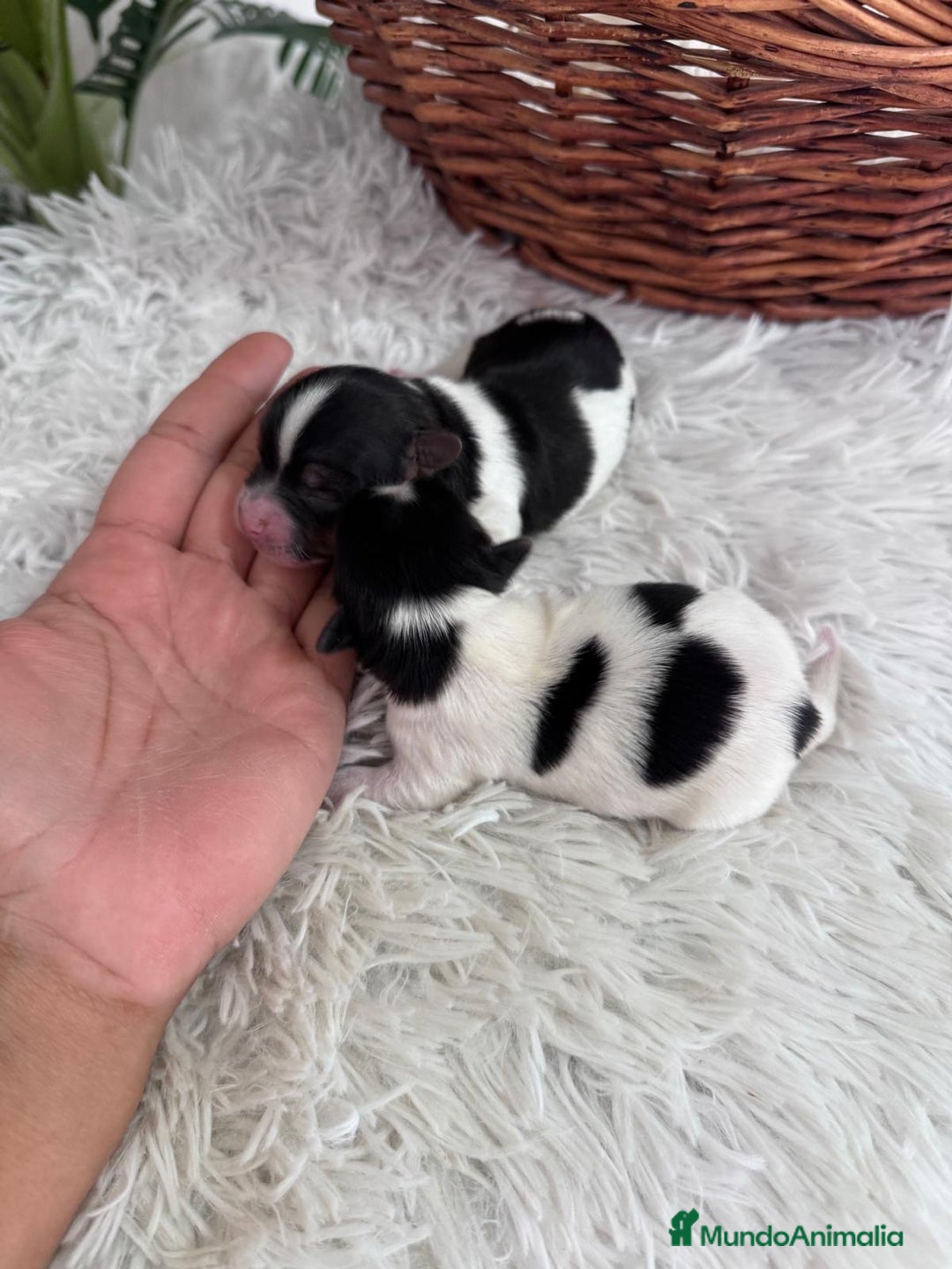 Yorkshire Terrier perros en venta: YORKSHIRE TERRIER BIEWER - Imagen 23