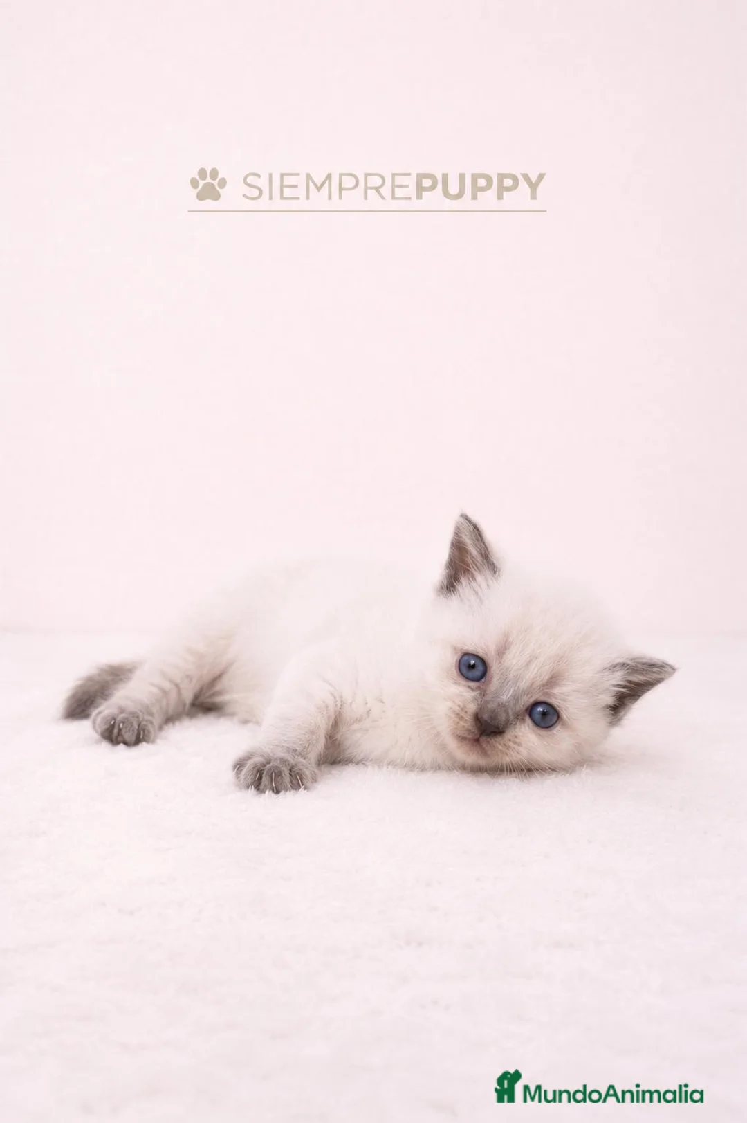 Británico de Pelo Corto gatos en venta: BRITISH SHORTHAIR - Anuncio 2