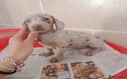 Teckel Miniatura perros en venta: CACHORROS DE TECKEL MINI  - Imagen 2
