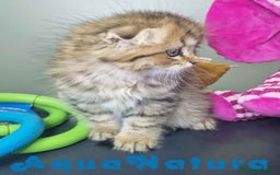 Scottish Fold gatos en venta: Scottish Fold Macho 7906 AQUANATURA - Imagen 6