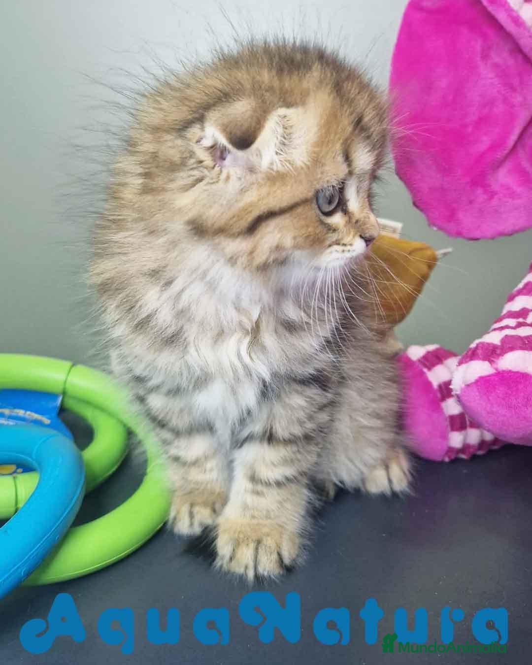 Scottish Fold gatos en venta: Scottish Fold Macho 7906 AQUANATURA - Imagen 6