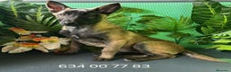 Pastor Belga Malinois perros en venta: Excelente cachorra pastor malinoi  - Anuncio 1