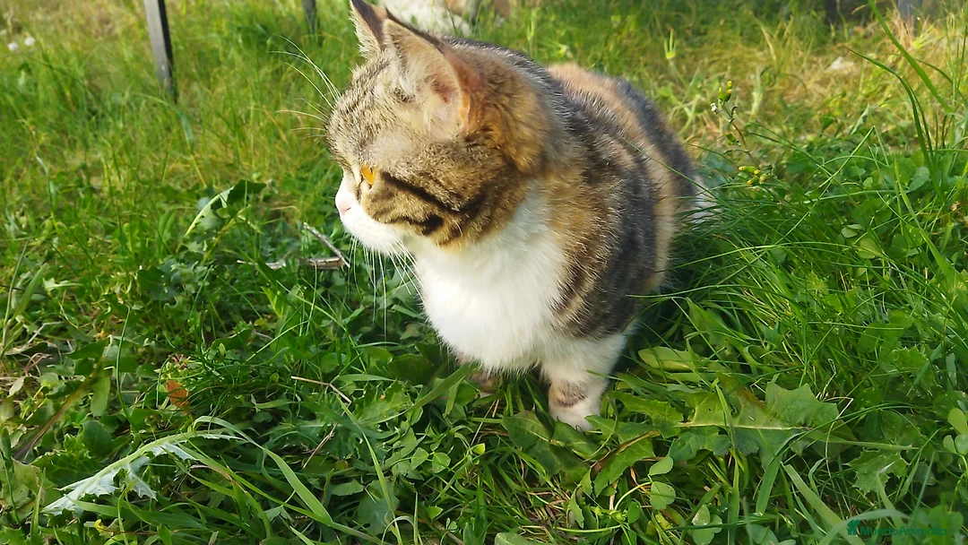 Munchkin gatos en venta: Gatita tricolor munchkin - Anuncio 1