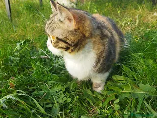 Munchkin gatos Gatita tricolor munchkin - Anuncio 1