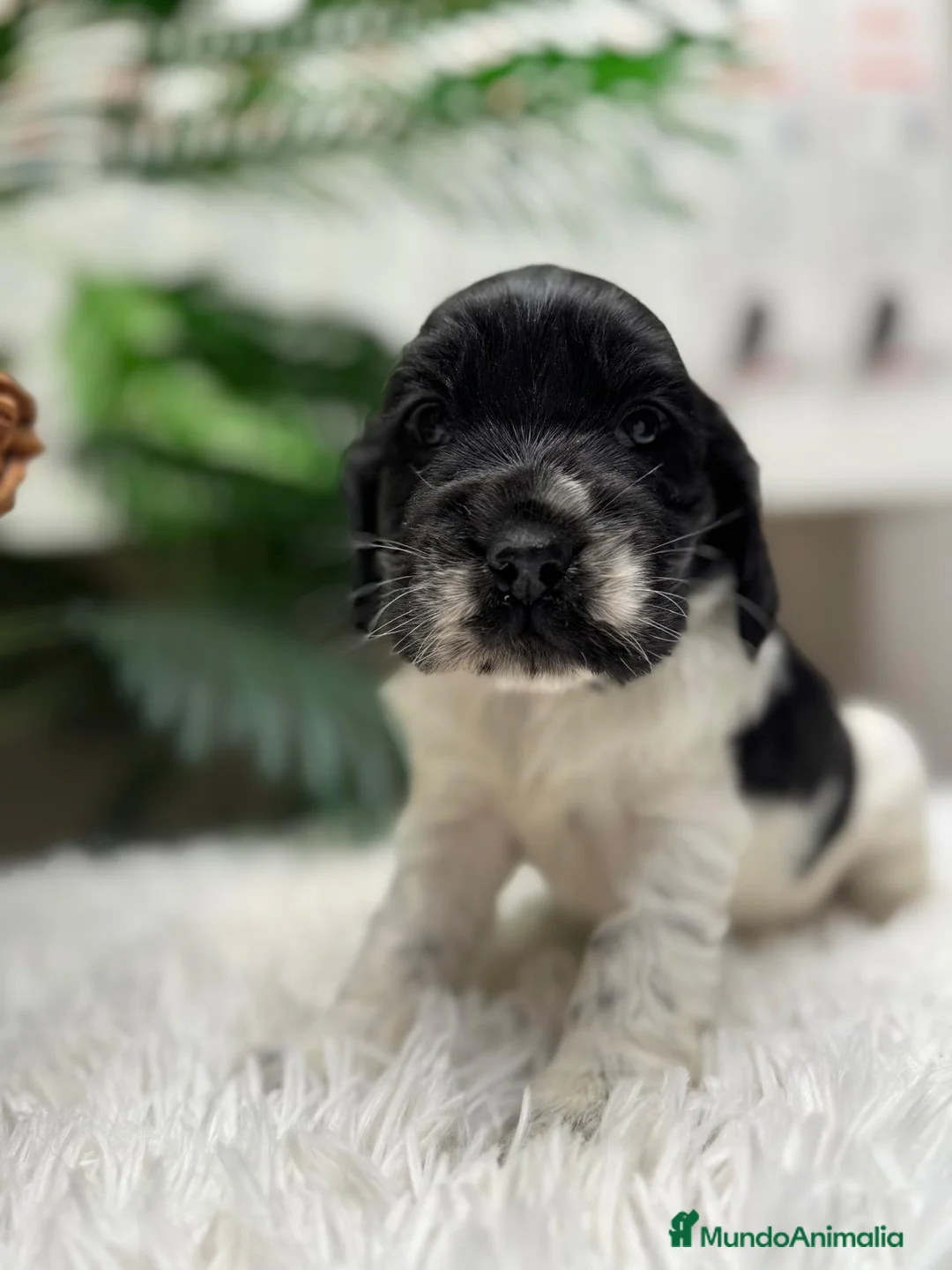 Cocker Spaniel Inglés perros en venta: COCKER SPANIEL INGLES - Anuncio 6