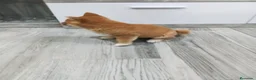Shiba Inu perros en venta: Shiba inu - Anuncio 4