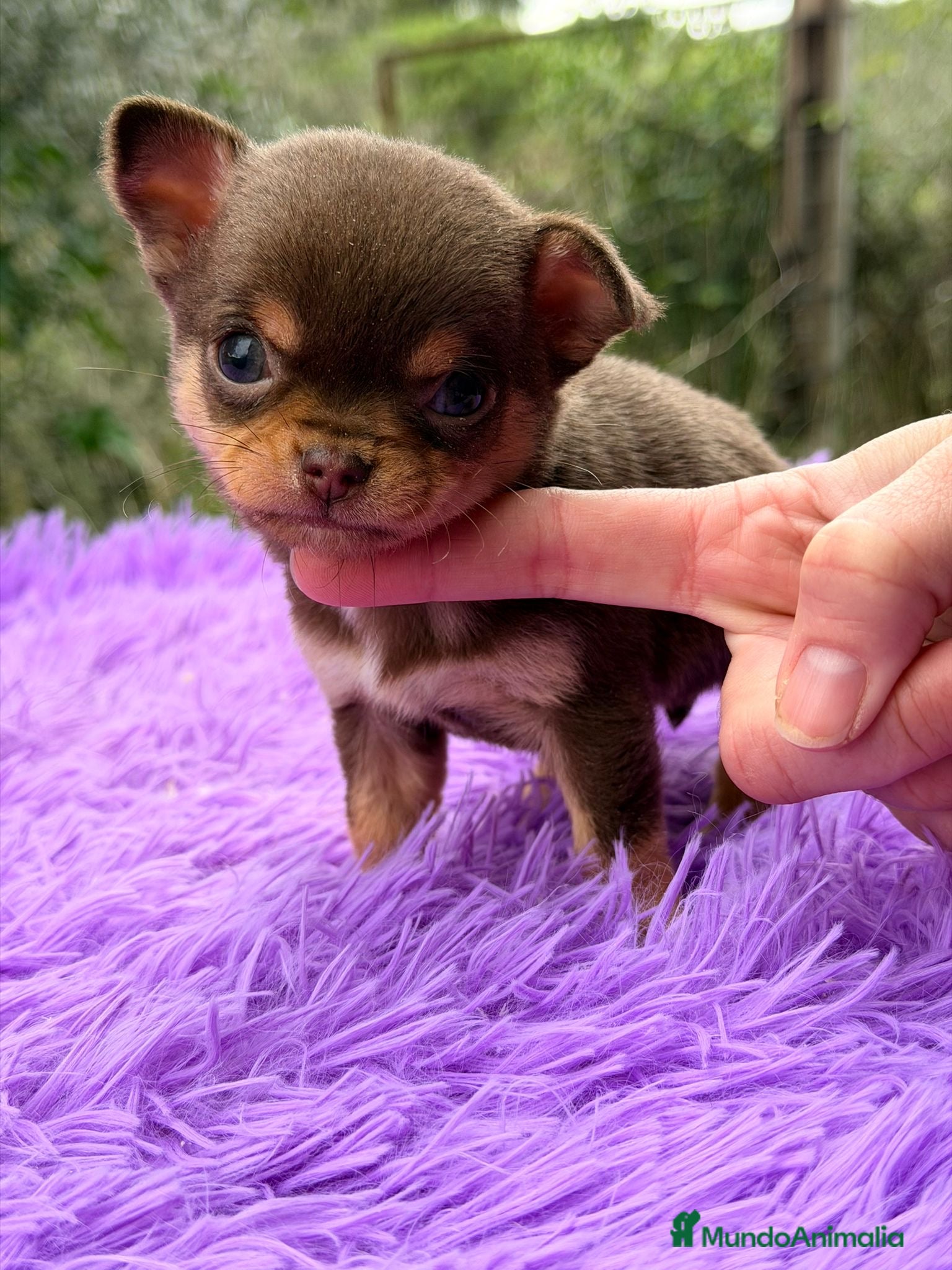 Chihuahua perros CHOHUAHUA MINI TOY HEMBRA - Anuncio 2