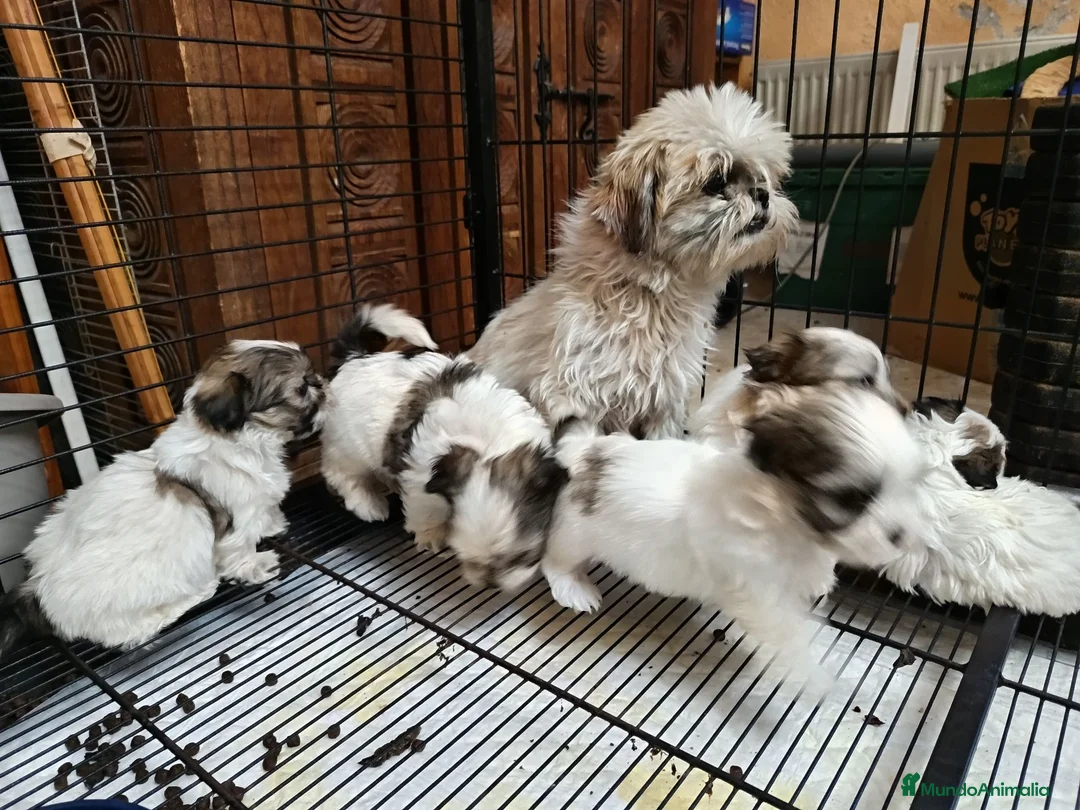 Shih Tzu perros en venta: MalShi. Shihtzu x Maltes - Anuncio 2