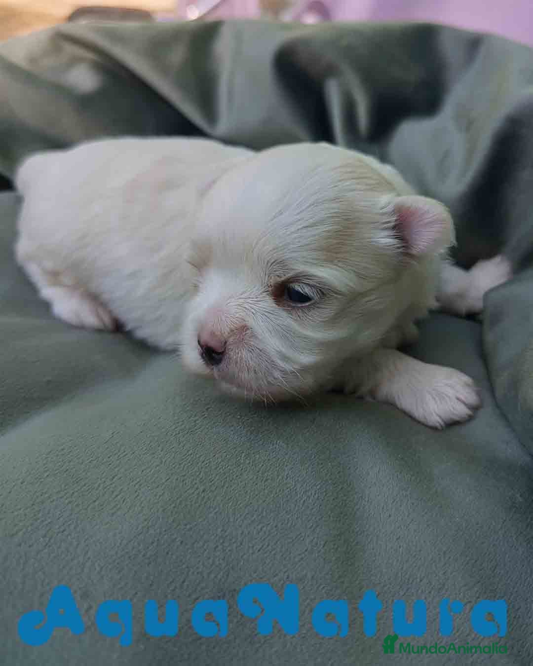 Bichón Maltés perros en venta:  Bichon Maltes Macho 3 AQUANATURA - Imagen 1