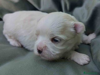 Bichón Maltés perros - Anuncio 29