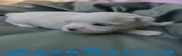 Bichón Maltés perros en venta:  Bichon Maltes Macho 3 AQUANATURA - Anuncio 1