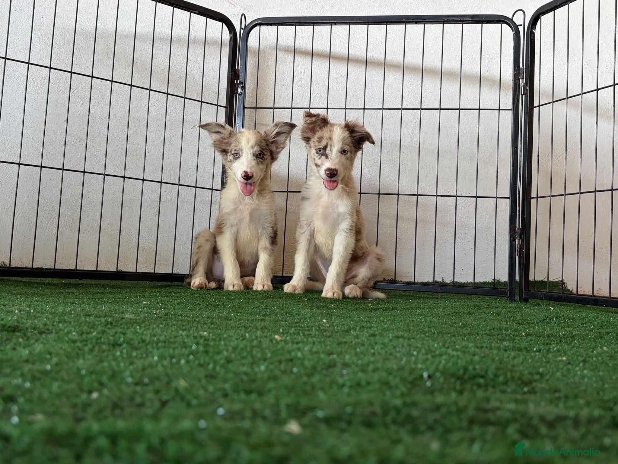 Border Collie perros Border collies  - Anuncio 1