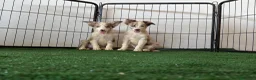 Border Collie perros en venta: Border collies  - Anuncio 1