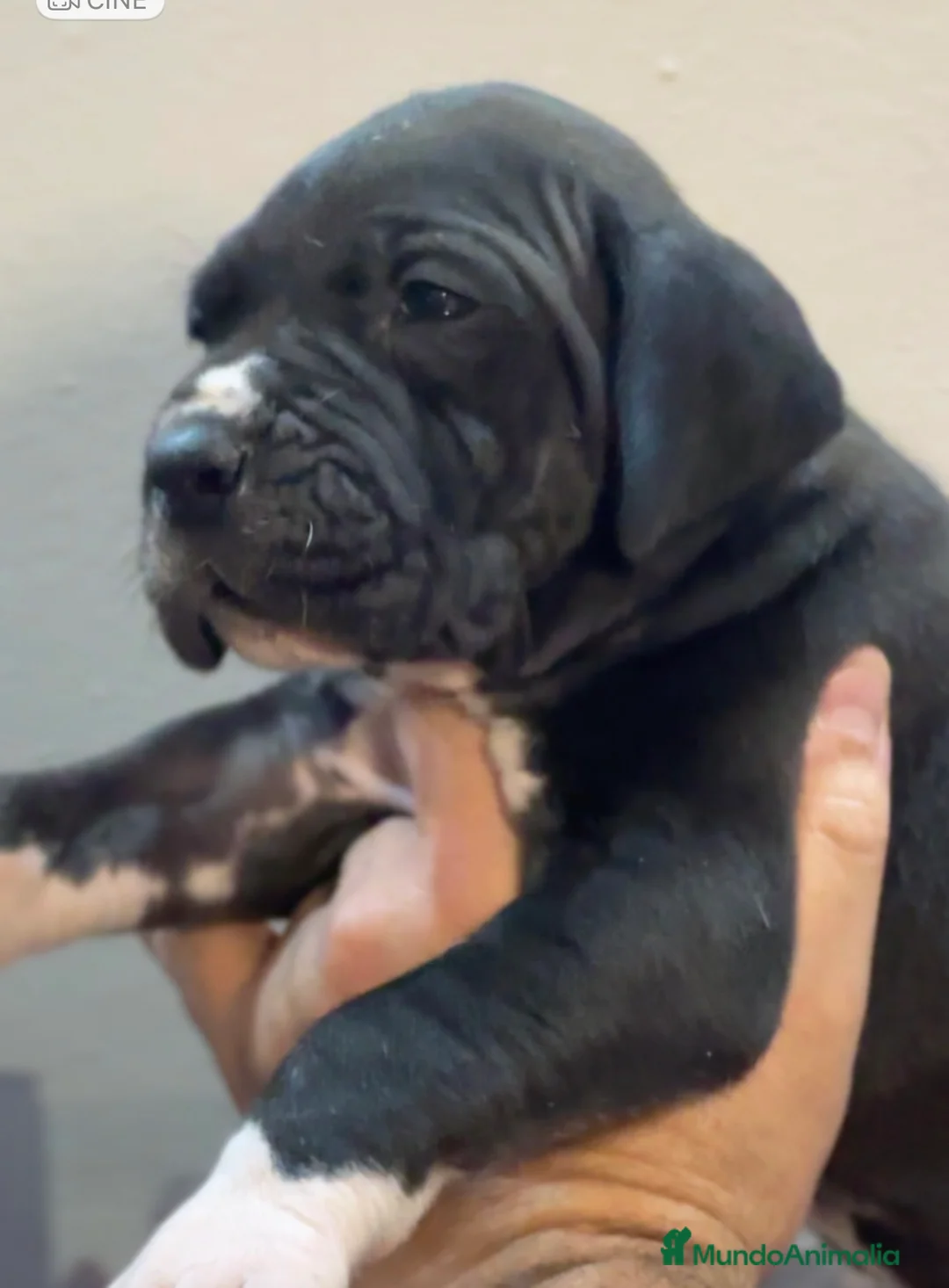 Dogo Alemán perros en venta: Camada de dogo aleman - Anuncio 2