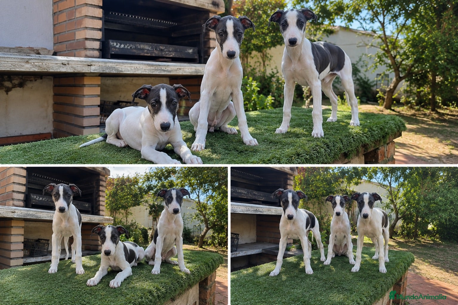 Whippet perros GALGOS WHIPPET - MADRID - ENTREGA  - Anuncio 4
