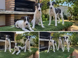 Whippet perros GALGOS WHIPPET - MADRID - ENTREGA - Anuncio 4