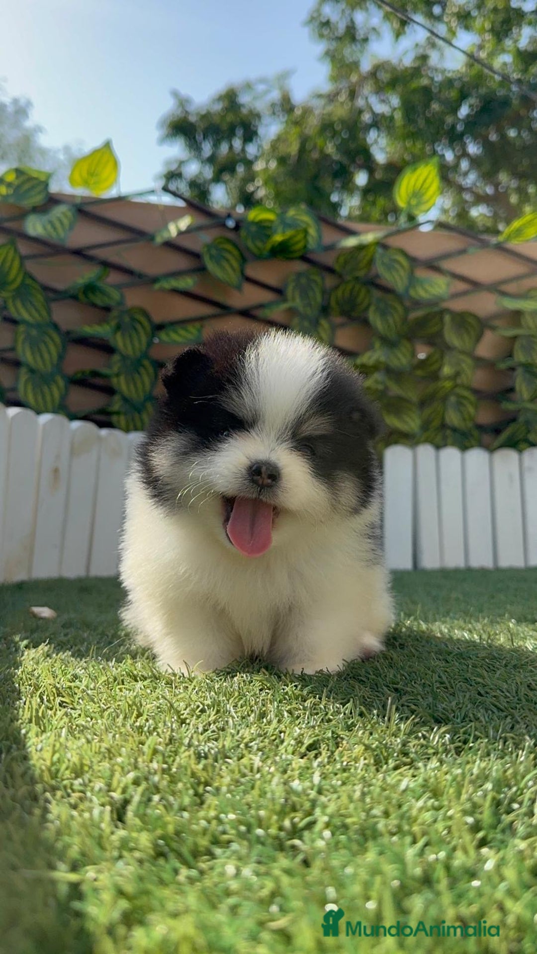 Pomerania perros en venta: POMERANIA HEMBRA - Imagen 8