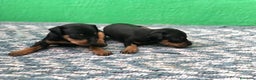 Pinscher Miniatura perros en venta: CACHORROS DE PINSCHER  - Anuncio 4