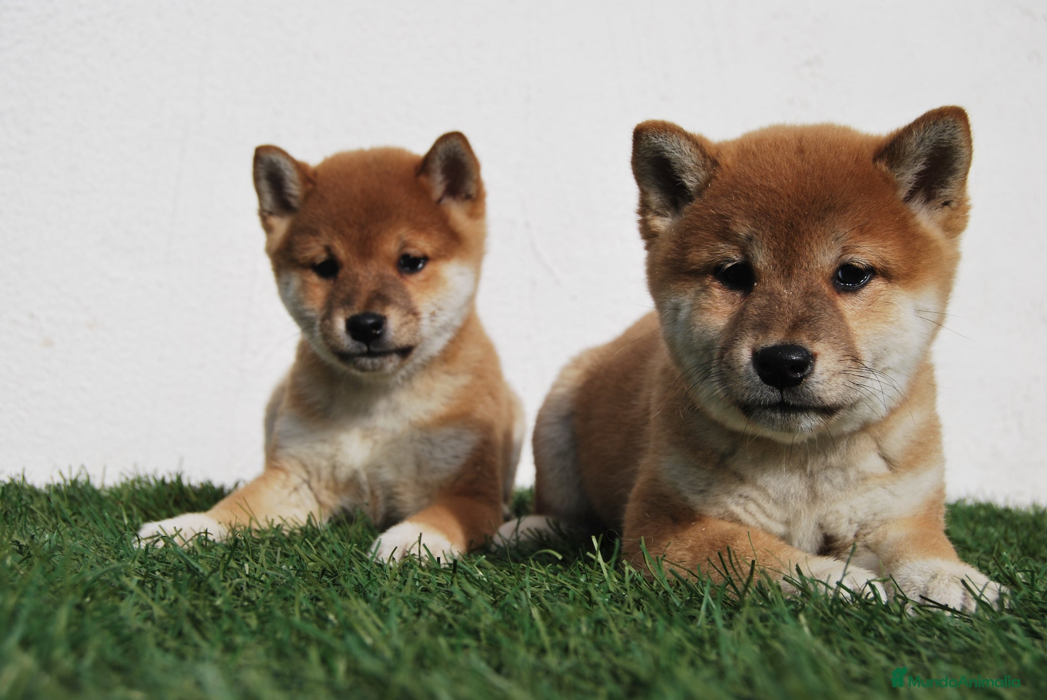 Shiba Inu perros Cachorros de Shiba Inu del Alto del Pago - Anuncio 2