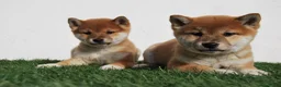Shiba Inu perros en venta: Cachorros de Shiba Inu del Alto del Pago - Anuncio 2
