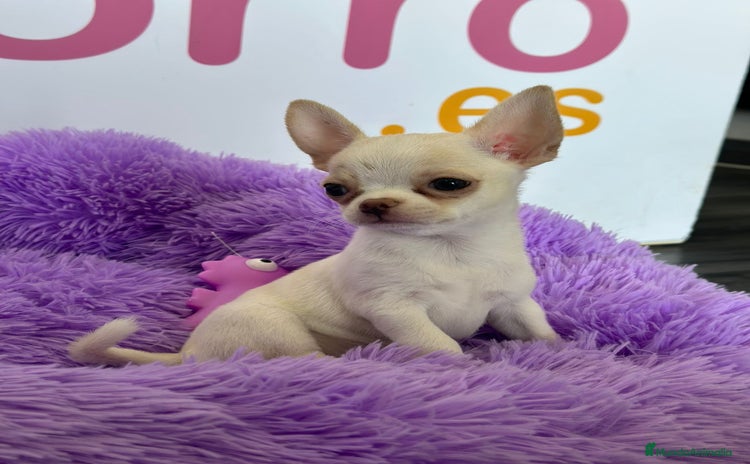 Chihuahua perros en venta - Propaganda 3