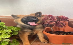 Pomerania perros en venta: Spitz alemán  - Imagen 3