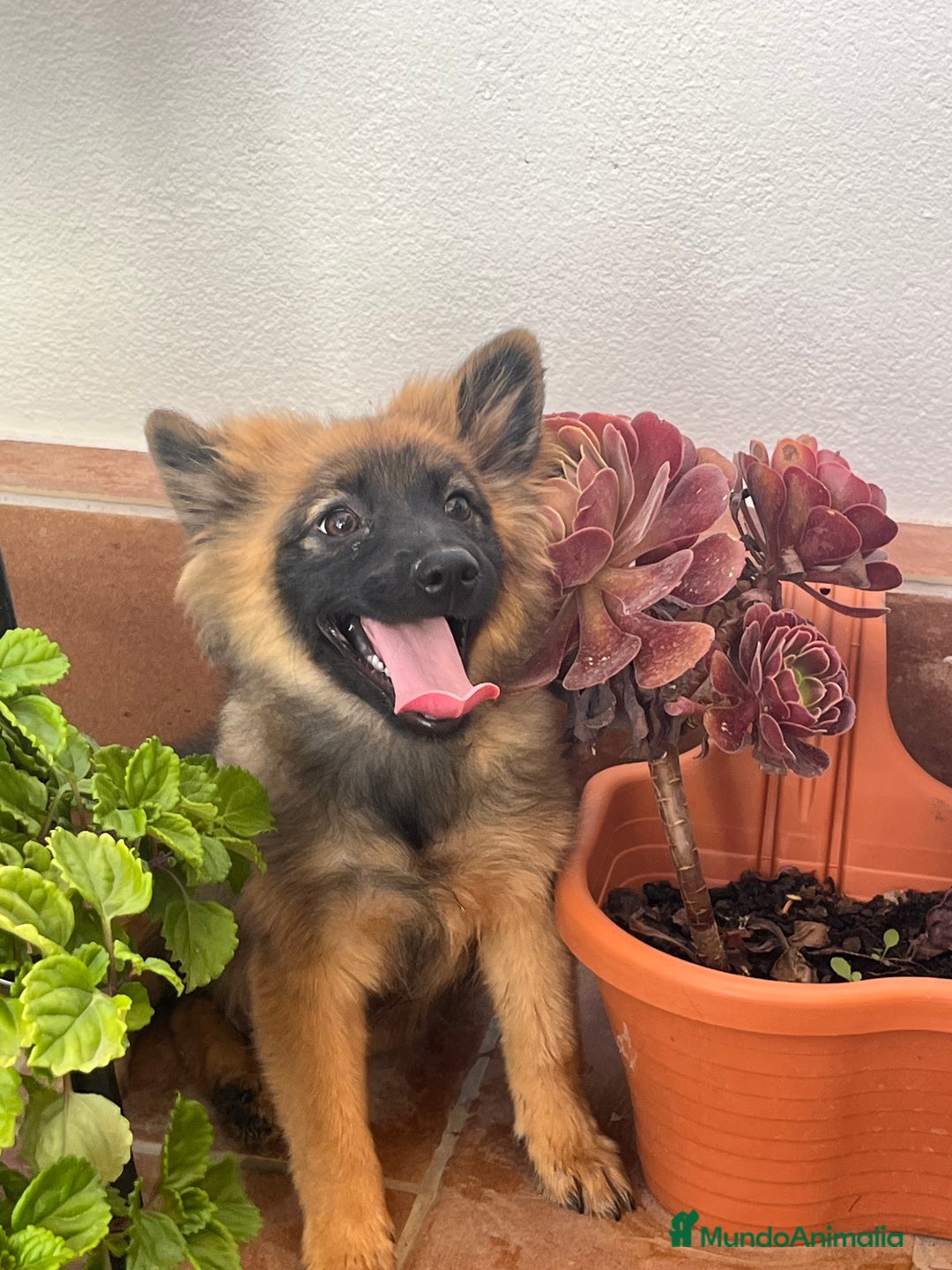 Pomerania perros en venta: Spitz alemán  - Imagen 3