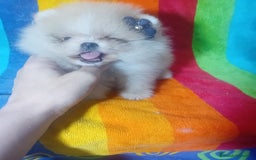 Pomerania perros en venta: Miniatura pomerania boo blancos ositos 💙💙 - Imagen 3