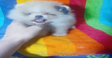 Pomerania perros - Anuncio 1