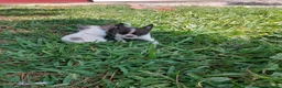 Chihuahua perros en venta: PRECIOSOS CHIHUAHUA RUSO Y ASIÁTICO  - Anuncio 5