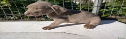 Weimaraner perros en venta: Braco de weimar 2 ultimas hembras!! - Anuncio 5