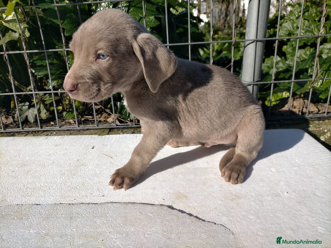 Weimaraner perros en venta: Braco de weimar 2 ultimas hembras!! - Anuncio 5