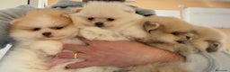 Pomerania perros en venta: POMERANIA LULU BOO en Barcelona - Anuncio 3