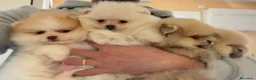 Pomerania perros en venta: POMERANIA LULU BOO en Barcelona - Anuncio 3