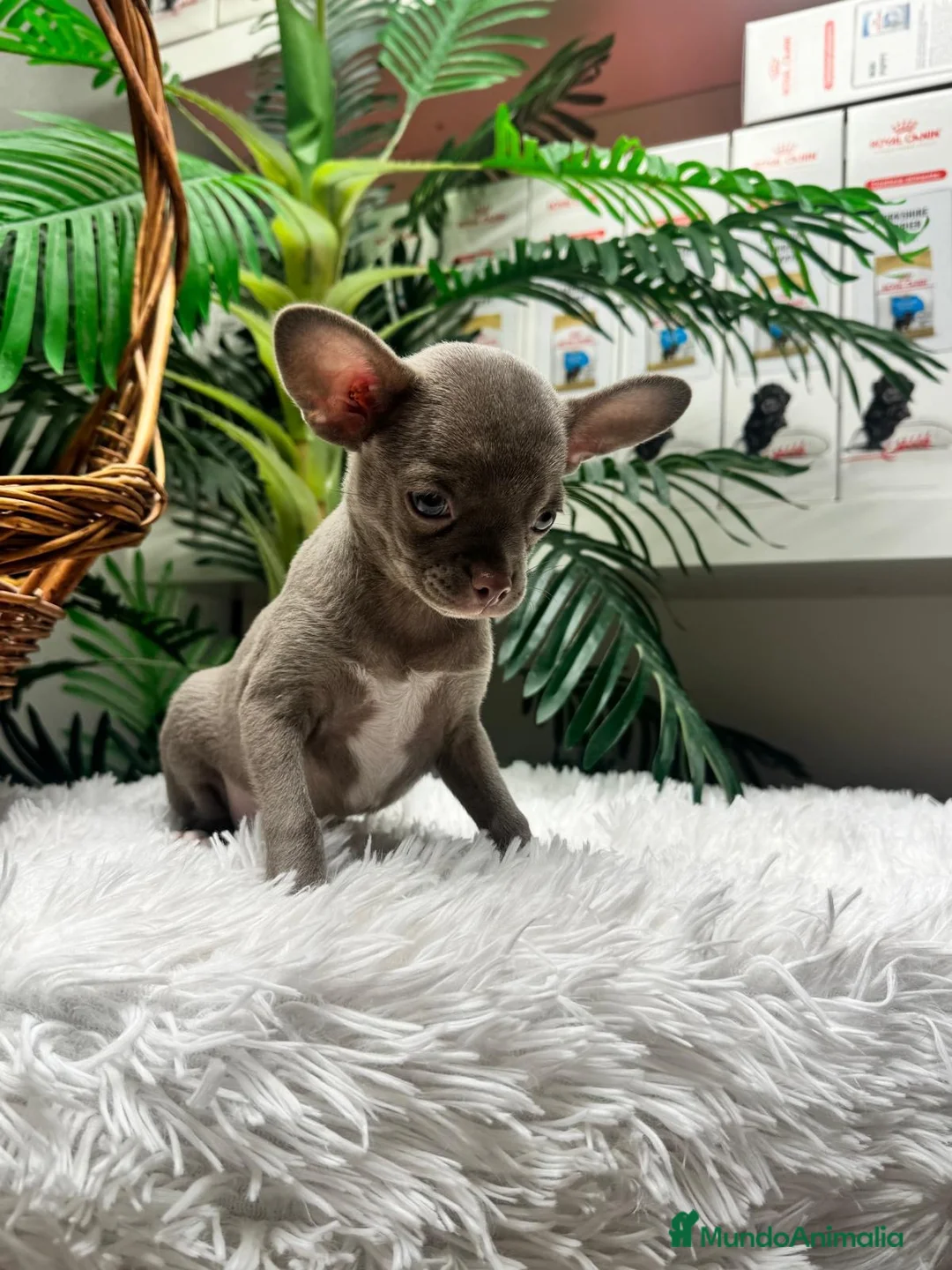 Chihuahua perros en venta: CHIHUAHUA MACHO LILAC - Anuncio 12