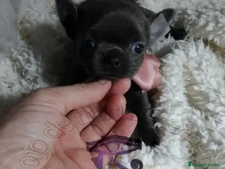 Chihuahua perros ‼️‼️Chihuahuas muy cariñosos tamaño mini - Anuncio 2