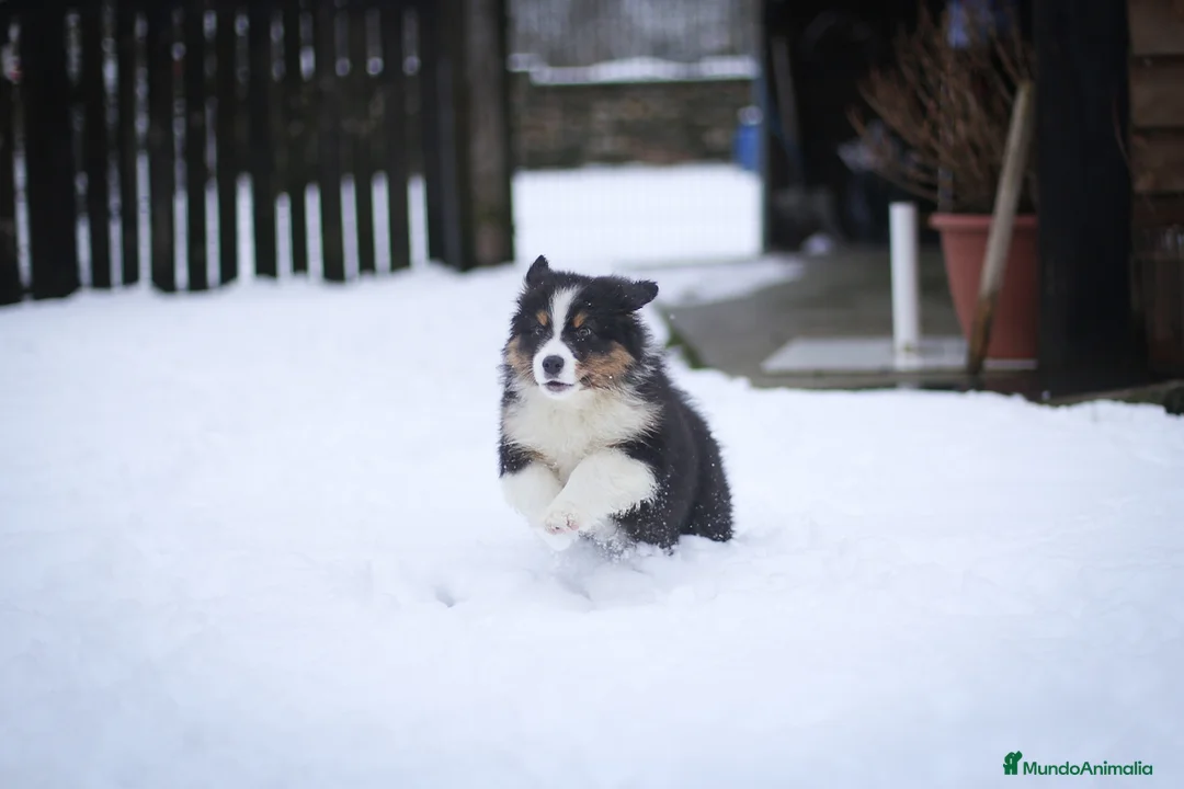 Pastor Australiano perros en venta: Cachorros de Pastor australiano  - Anuncio 2