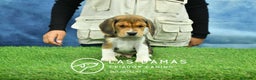 Beagle perros en venta: Beagle tricolor, criados con amor - Anuncio 3