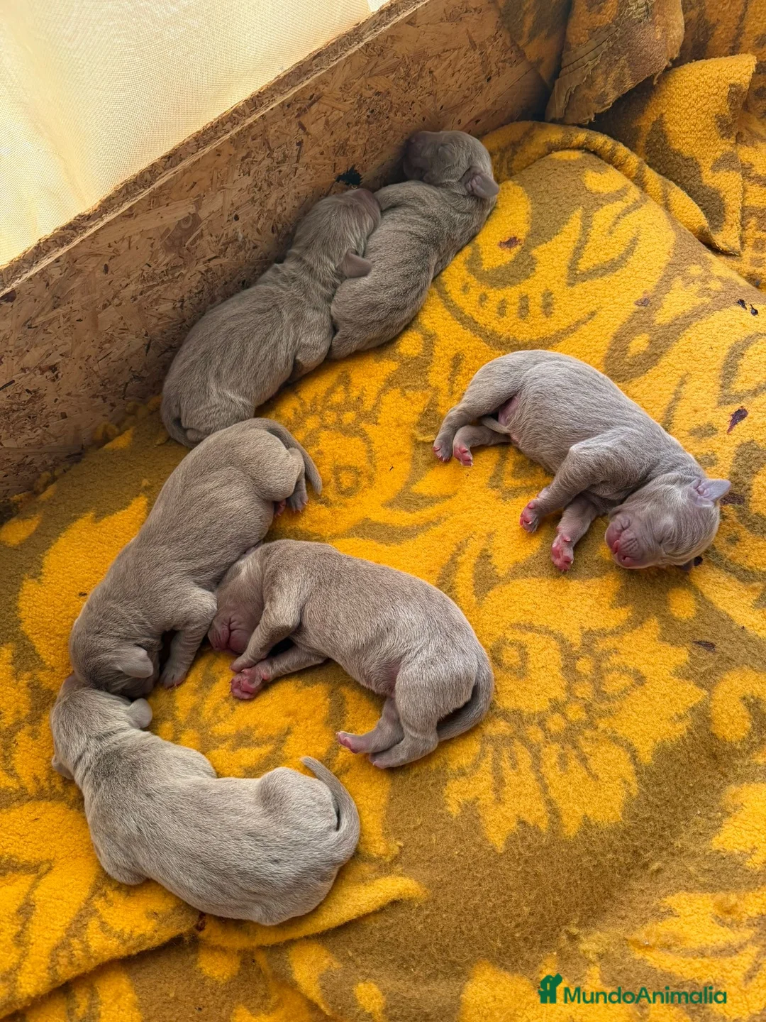 Weimaraner perros en venta: Cachorros braco de Weimar 🩷🩵🐾🐶 en Sevilla - Anuncio 5