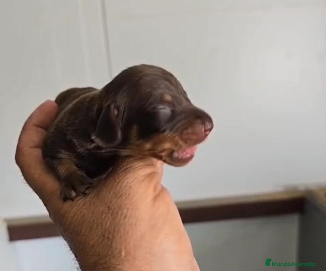 Teckel Miniatura perros en venta: Teckel chocolate macho🩵🐾 - Anuncio 3