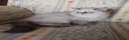 Persa gatos en venta: Gatas persas  - Anuncio 1