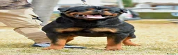 Rottweiler perros en venta: Rottvale kennel criadero desde el año 2012 en Valencia - Anuncio 11