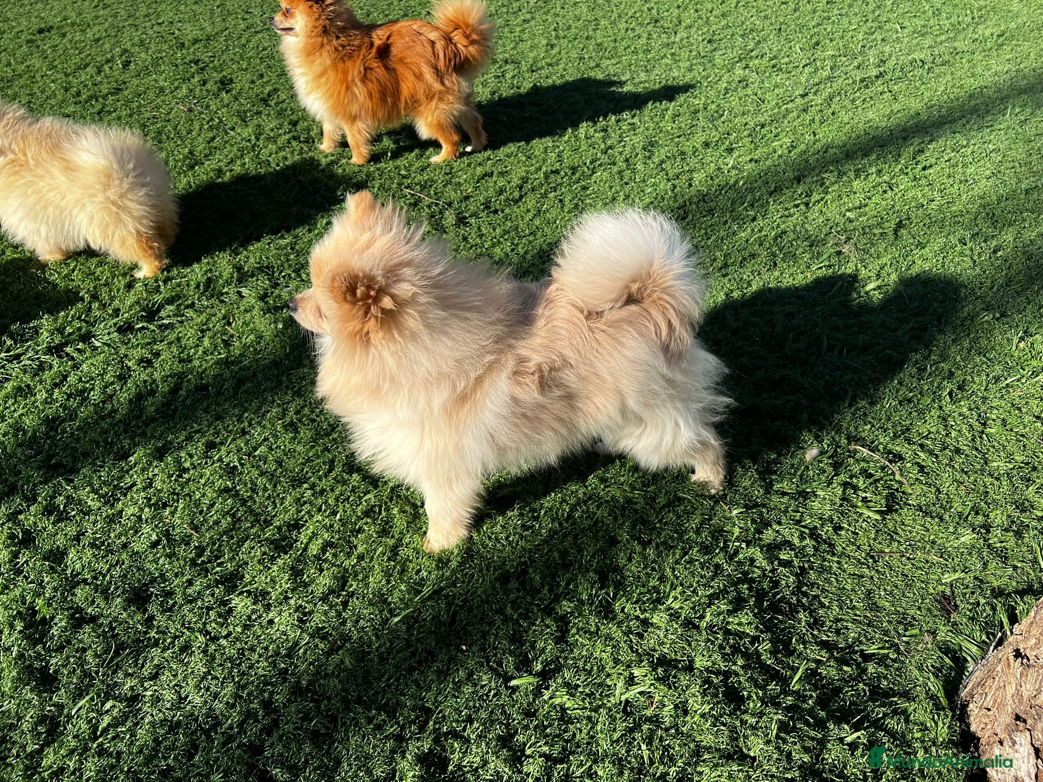 Pomerania perros Pomerania  - Anuncio 1