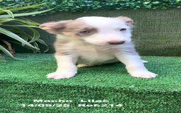 Border Collie perros en venta: BORDER COLLIE color lilac - Imagen 27