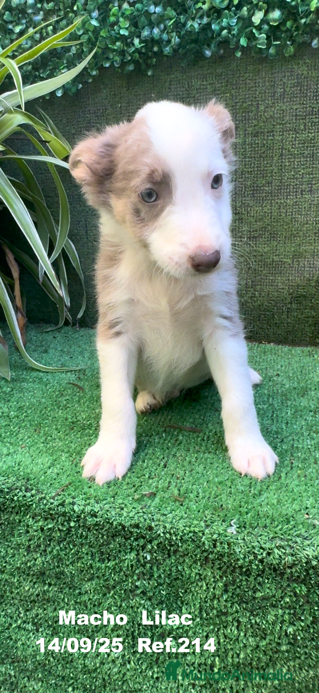 Border Collie perros en venta: BORDER COLLIE color lilac - Imagen 27